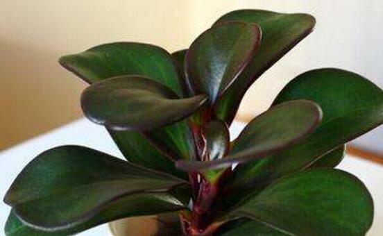 紫邊碧玉怎么養(yǎng)，七個基本方法教你養(yǎng)殖好