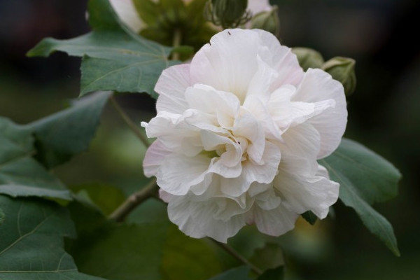 芙蓉花換盆后葉子為什么會(huì)蔫