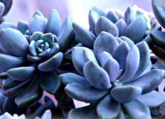 寶石花的花語(yǔ)是什么，代表著一種永不凋謝的愛(ài)、大富大貴