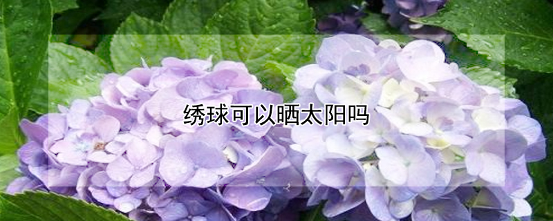 繡球可以曬太陽(yáng)嗎