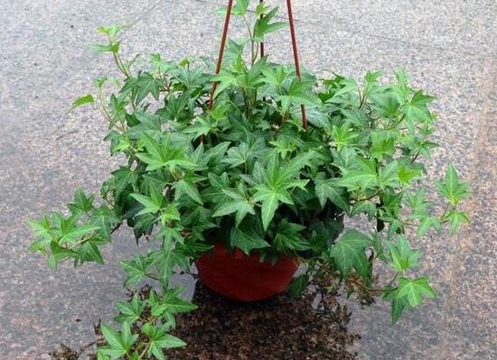 常春藤怎么養(yǎng)長(zhǎng)得快，常春藤的養(yǎng)殖方法