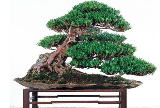 盆栽羅漢松怎么養(yǎng)，盆栽羅漢松養(yǎng)殖方法