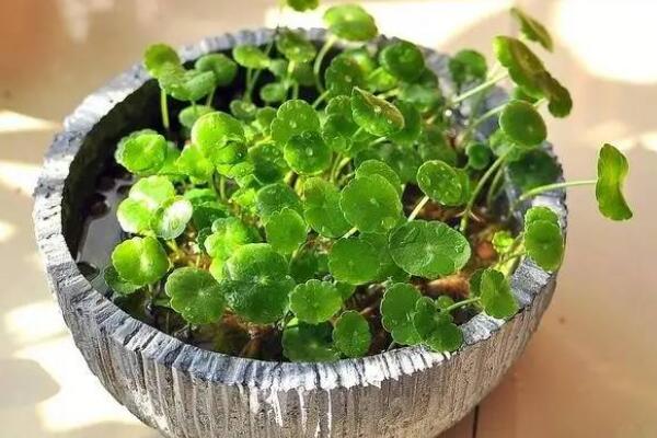 銅錢草焉了咋辦，根據(jù)情況來進行補救