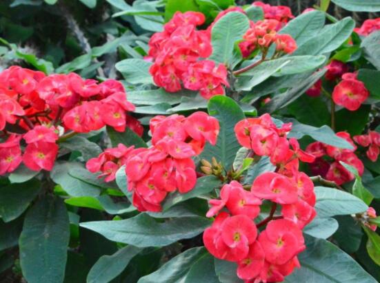 虎刺梅冬天養(yǎng)殖的禁忌，做好四個(gè)要點(diǎn)便可安然過(guò)冬