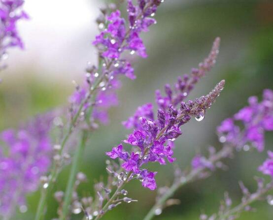 薰衣草的花語是什么，代表著心心相印、愛情的等待