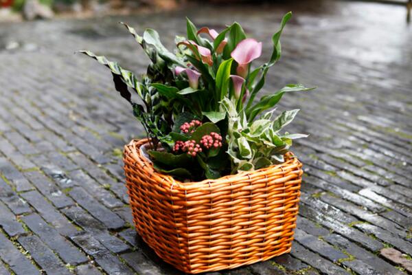 馬蹄蓮插花瓶能養(yǎng)多久，養(yǎng)護(hù)得當(dāng)可保存半個月以上