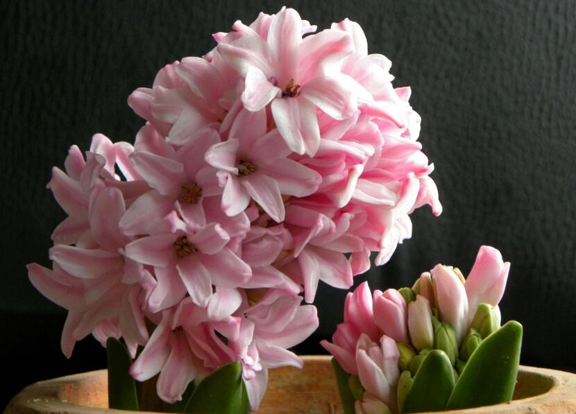 風信子可以用水養(yǎng)嗎，可以/但是要注意及時換水和補充營養(yǎng)