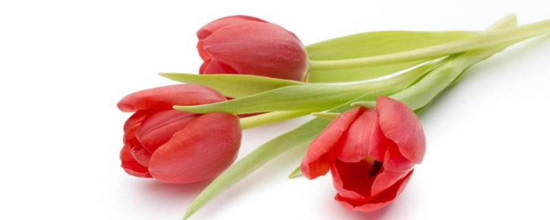 郁金香澆水注意事項(xiàng)