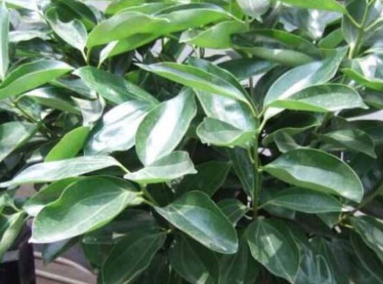 平安樹葉子發(fā)黑是怎么回事，三種原因以及解決方法