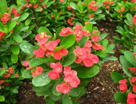 虎刺梅花能開多長時間，一年365天均可開花(春夏秋冬)