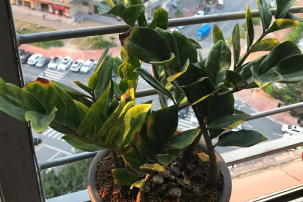 金錢樹(shù)水培轉(zhuǎn)土怎么弄