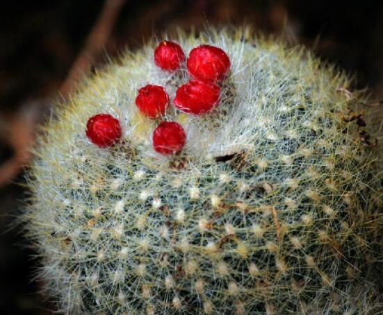 家里放仙人球是吉是兇，化解煞氣、安居樂業(yè)(吉兆)