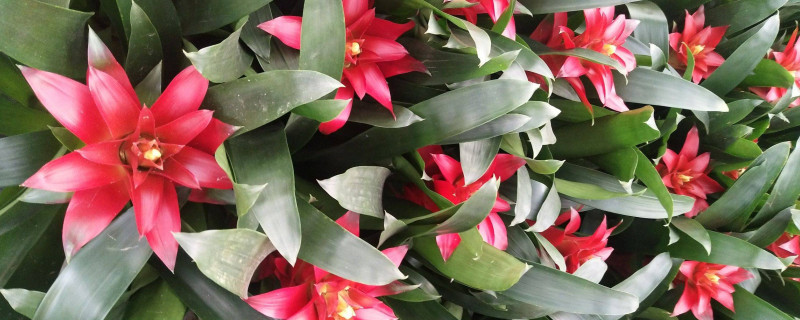 鴻運(yùn)當(dāng)頭花落了怎么辦