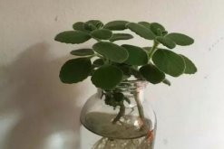 碰碰香怎么水培，只需簡(jiǎn)單幾步就可以完成水培