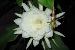 曇花種子怎么種，曇花種子的種植步驟詳解