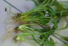 一帆風(fēng)順為什么會(huì)爛根，一帆風(fēng)順爛根了怎么辦