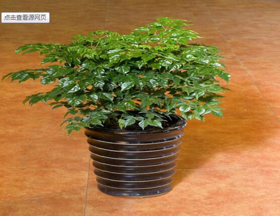 幸福樹不長(zhǎng)葉子怎么辦，做好這四點(diǎn)可生長(zhǎng)的茂盛碧綠