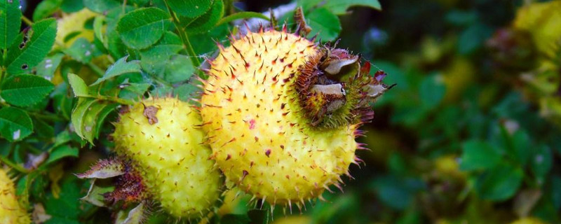 金櫻子種植地區(qū)與溫度