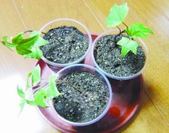 常春藤怎么繁殖，常春藤的扦插方法