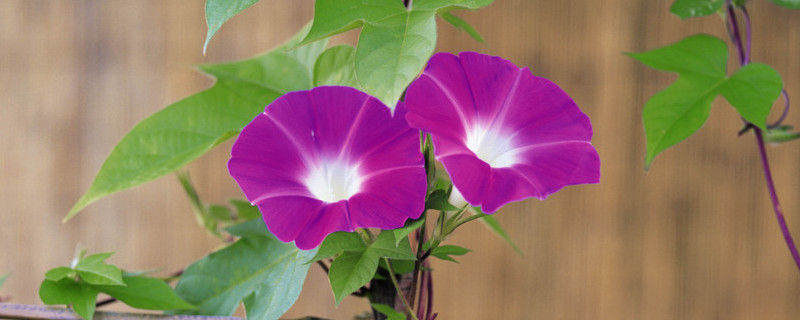 牽?；荛L(zhǎng)多高