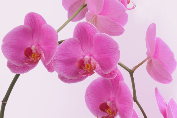 蝴蝶蘭掉花苞怎么補(bǔ)救