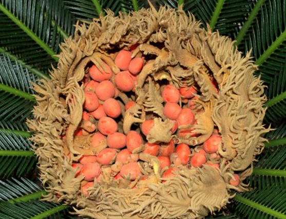 鐵樹果的功效與作用，化濕降濁、健脾和胃、去痰止咳