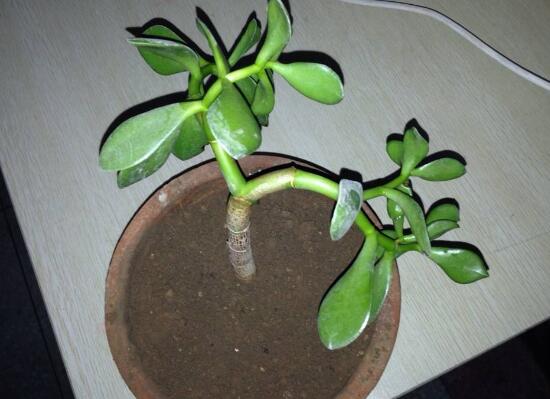 玉樹怎么扦插，玉樹扦插方法圖解(存活率100%）