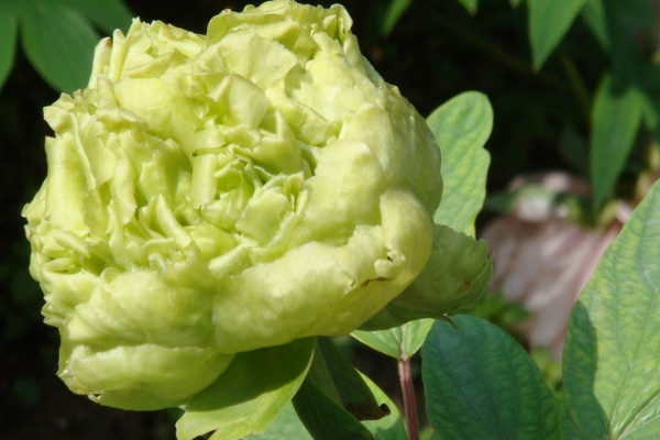 牡丹花春天移栽后能開(kāi)花嗎