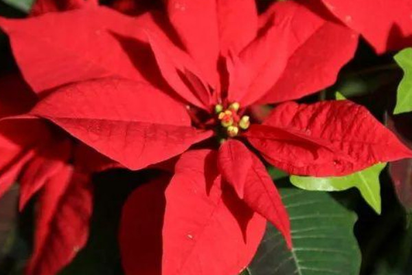 一品紅可以用什么技術(shù)延遲開花