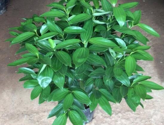 平安樹圖片，平安樹開(kāi)花圖片