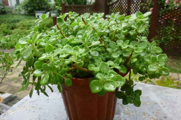 碰碰香夏季養(yǎng)殖方法，做好降溫措施并控制好肥水