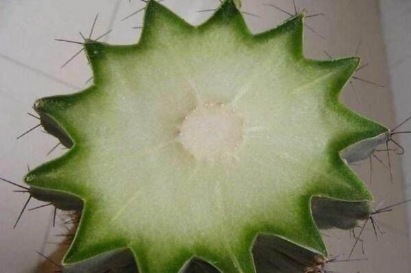 仙人球的繁殖方法，以下三種繁殖方法必須要掌握