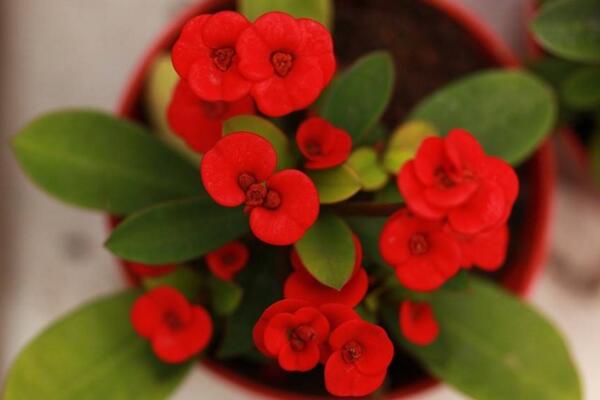 怎么讓虎刺梅開花，加強光照并保證養(yǎng)分充足