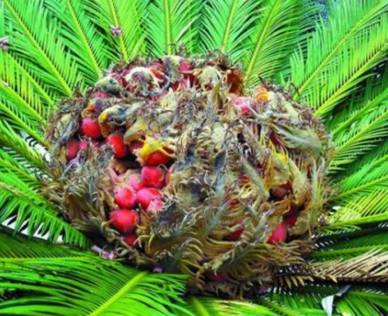 鐵樹果的功效與作用，化濕降濁、健脾和胃、去痰止咳