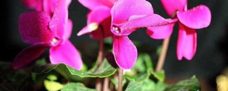 仙客來蔫了怎么補救