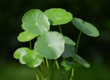 銅錢草適合室內(nèi)養(yǎng)嗎，雖然可以養(yǎng)但是要注意以下幾點(diǎn)