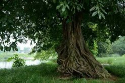榕樹的風(fēng)水禁忌，榕樹不容人(迷信說(shuō)法)