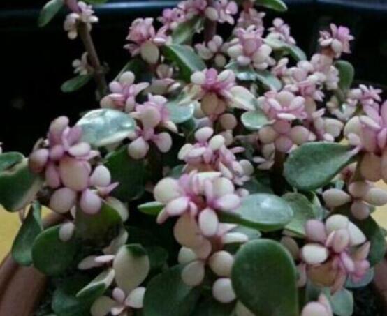 雅樂(lè)之舞水培怎么養(yǎng)，勤換水、保持合適溫度光照/前期養(yǎng)護(hù)