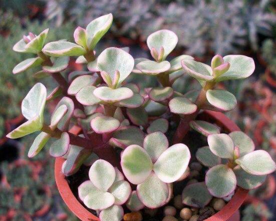 雅樂(lè)之舞的養(yǎng)殖方法和注意事項(xiàng)，老農(nóng)總結(jié)最實(shí)用八大養(yǎng)殖方法