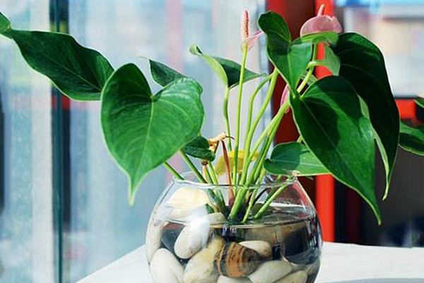 紅掌水培養(yǎng)殖方法，控制濕度是重中之重