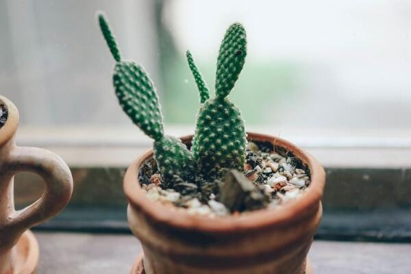 仙人掌爛半截怎么辦，切除發(fā)爛組織、換土消毒重新栽培