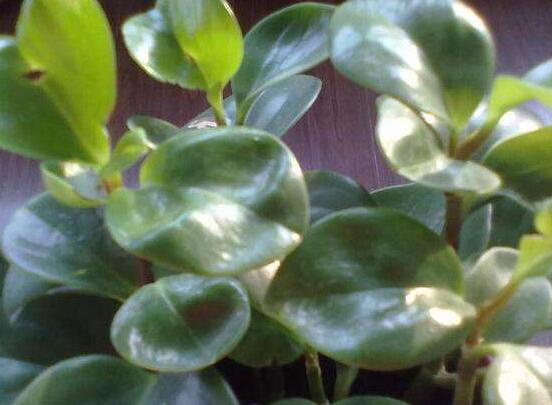 碧玉花的扦插方法圖解，教你五個扦插便可爆盆好方法