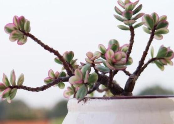 雅樂(lè)之舞怎么養(yǎng)能開(kāi)花，只需要五個(gè)步驟花開(kāi)爆盆