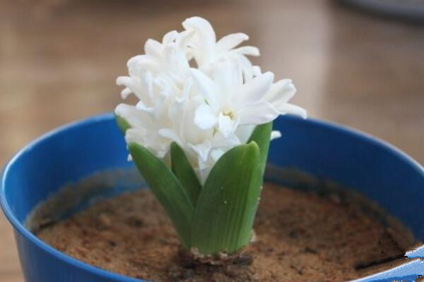 風(fēng)信子為什么長不高，可能是因?yàn)槿粘９芾聿划?dāng)造成