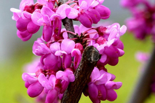 紫荊花怎么過(guò)冬