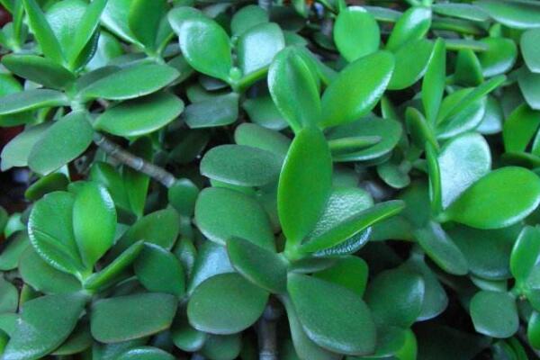 玉樹的藥用價值，催乳抗癌治癬