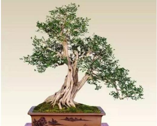 九里香的養(yǎng)殖方法和修剪，光照土壤要嚴(yán)控