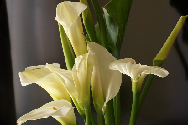 馬蹄蓮種球怎么種植，上盆前先對種球清洗消毒