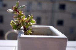 雅樂(lè)之舞放在哪里養(yǎng)好，放在這些位置才能滿(mǎn)足植株的生長(zhǎng)