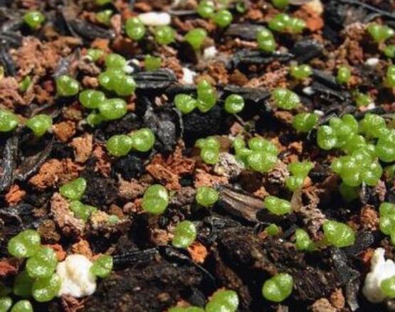 碧光環(huán)怎么播種，做好五個步驟三天快速發(fā)芽